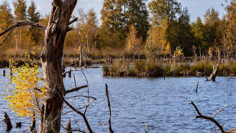Protest im Stader Kreishaus: Landwirte stoppen Naturschutzgebiet Kohlenstoffspeicher: Das Hohe Moor bei Stade ist ein 5000 Jahre altes Hochmoor und wichtig für den Klimaschutz.