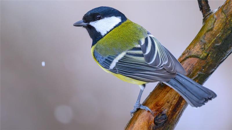 „Wintervögel“: Massensterben bei Amseln hat Folgen Kohlmeisen wurden bei der „Stunde der Wintervögel“ weniger gezählt als im Vorjahr. (Archivbild)