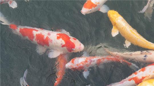 Koi-Karpfe (Symbolbild).