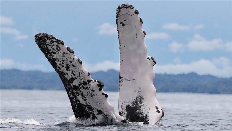 Kolumbien: Buckelwal-Spektakel in Bahía Málaga – Giganten brechen vor der Pazifikküste aus dem Wasser