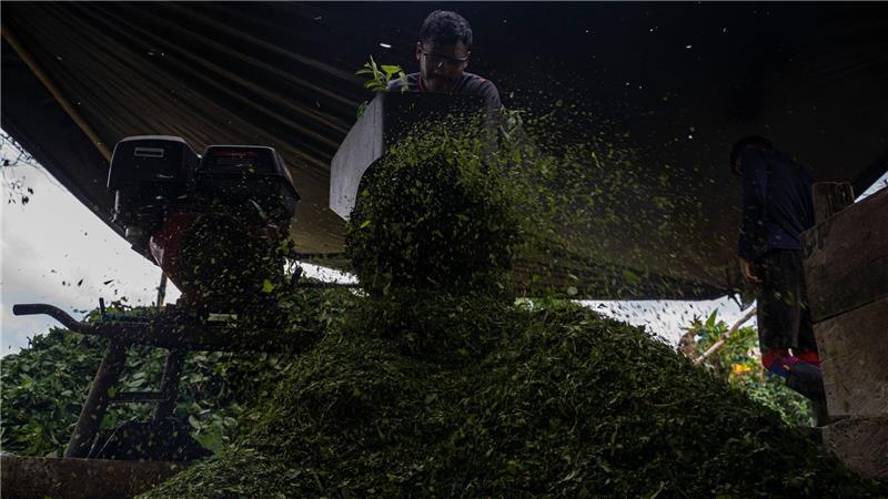 Kolumbien ist der größte Kokainproduzent der Welt. (Archivbild)