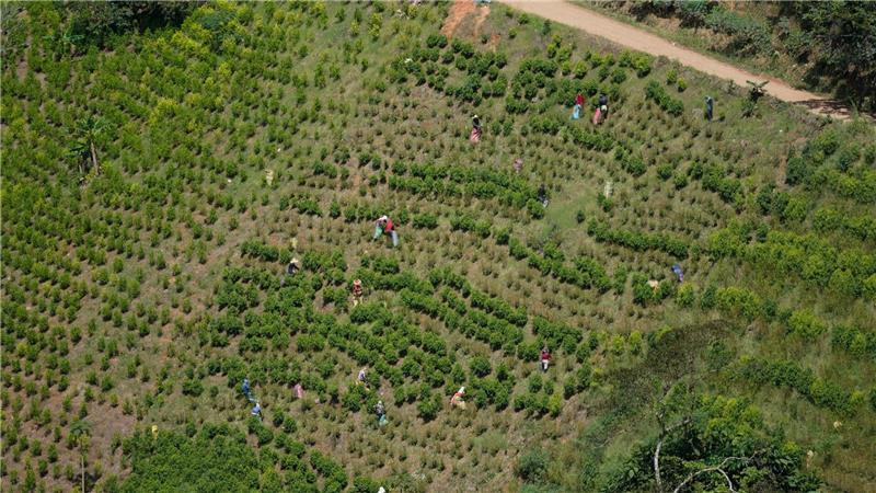 Kolumbien ist der größte Kokainproduzent der Welt. (Archivbild)