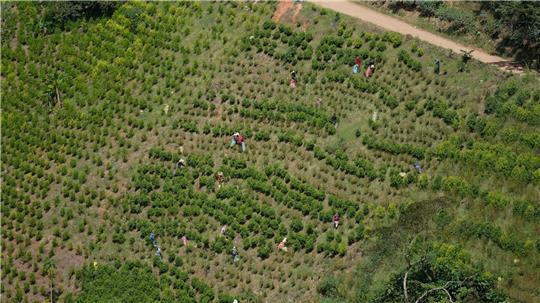 Kolumbien ist der größte Kokainproduzent der Welt. (Archivbild)