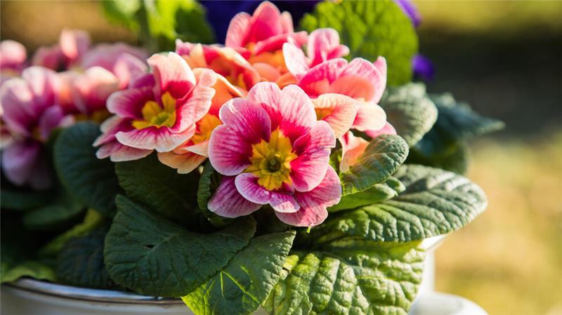 Hecke schneiden ab 1. März verboten – Hohe Bußgelder drohen Kommen Frühlingsblumen wie Primeln an wärmeren Wintertagen nach draußen, sollten sie zurück ins Warme, sobald es wieder kälter wird.