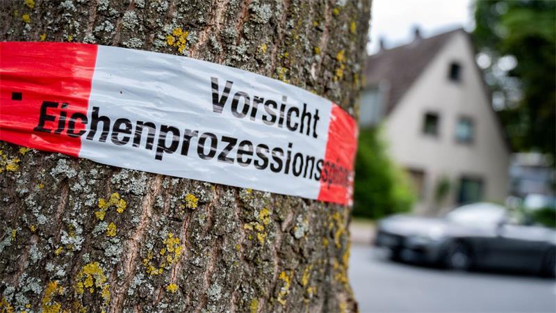 Gefährliche Raupe wird zur Plage - Was man beachten sollte Kommunen warnen vor befallenen Bäumen.