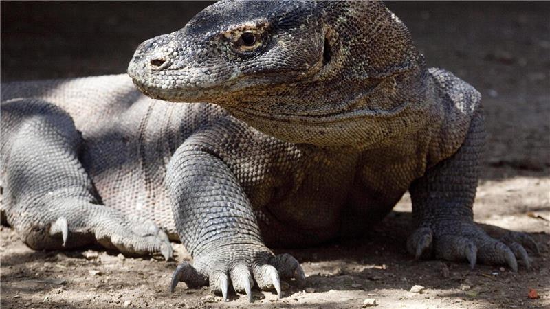 Komodo-Warane sind offiziell als „gefährdet“ eingestuft. (Archivbild)