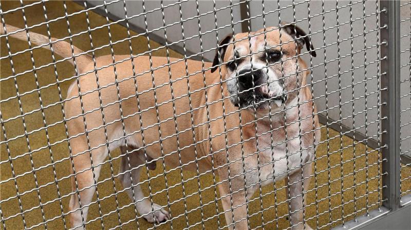 Konflikte, Unsicherheit und Stress beeinflussen das Aggressionspotenzial von Hunden.