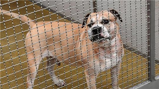 Konflikte, Unsicherheit und Stress beeinflussen das Aggressionspotenzial von Hunden.