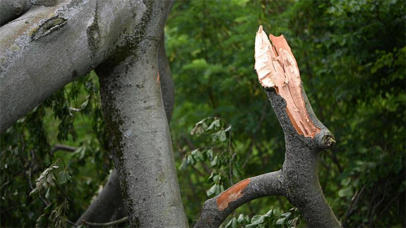 Kontrolle kann der Knackpunkt sein, wenn es darum geht, ob man haftbar zu machen ist und private Haftpflicht- und Wohngebäudeversicherungen bei Schäden durch umgestürzte Bäume oder Äste einspringen.