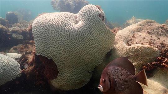 Korallen, die Anzeichen von Bleiche zeigen, bei Cheeca Rocks vor der Küste von Florida.