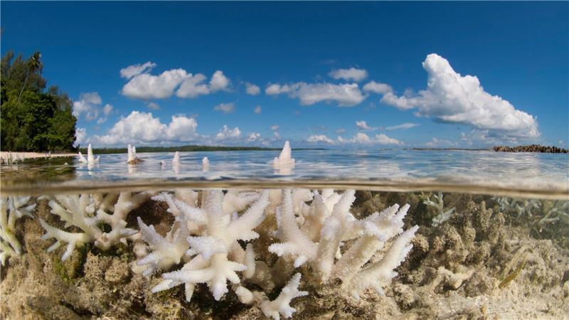 WWF: Gewinner und Verlierer im Tierreich 2025 Korallen gehören WWF zufolge zu den Verlierern des Jahres.