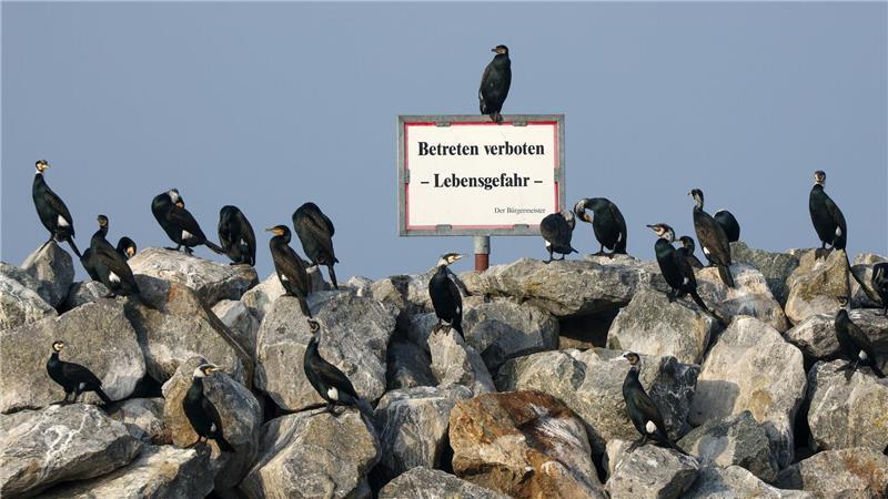 Kormorane stehen auf Steinen im Hafen von Barth am Bodden in Mecklenburg-Vorpommern.