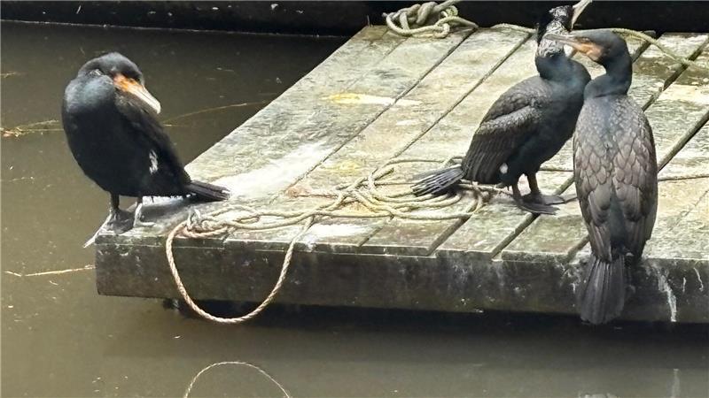 Kormorane suchen eisfreie Gewässer auf und trauen sich näher an den Menschen heran. Diese Vögel sitzen auf einem Floß in der Nähe von Restaurants und Bars am Fleth in Buxtehude.