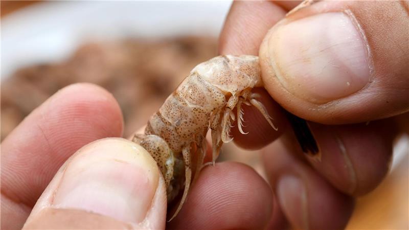 Krabben pulen: In Norddeich dreht sich das Auszeit-Programm um ostfriesische Traditionen. (Archivbild)