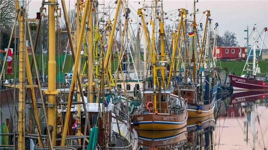Krabbenkutter liegen in einem Hafen.