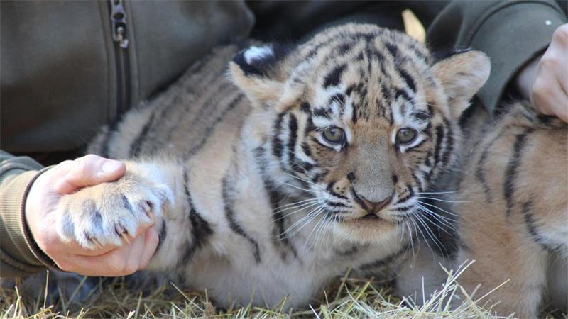 Krallenuntersuchung: Die Tigerbabys sind gesund und munter.