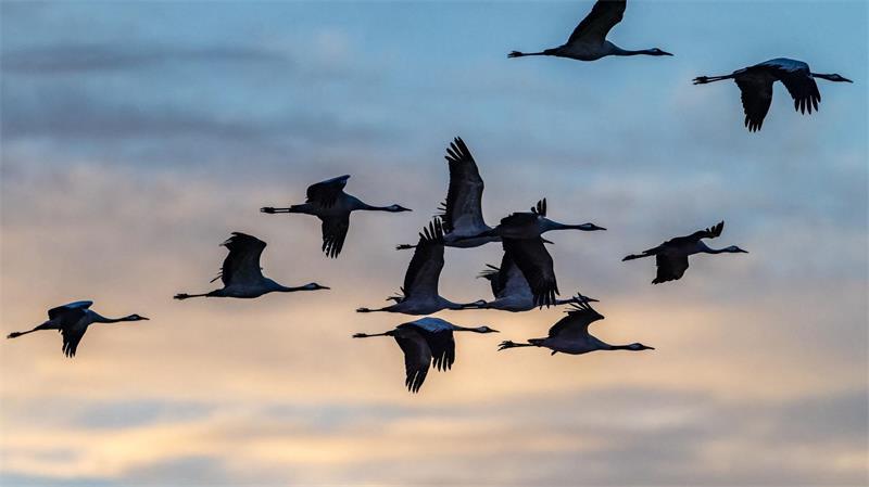 Kraniche am Himmel über Brandenburg. 