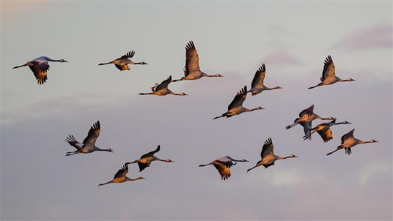 Kraniche fliegen zum Sonnenaufgang über dem Naturpark Niederlausitzer Landrücken. (Archivbild)