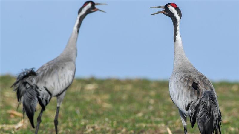 Geflügelter Liebesreigen - Tanz der Kraniche beginnt Kraniche leben überwiegend monogam, also in lebenslanger Ehe mit einem Partner. (Archivbild)