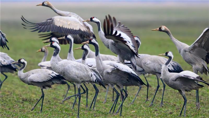 Kraniche stehen Anfang Februar auf einem Feld in Brandenburg