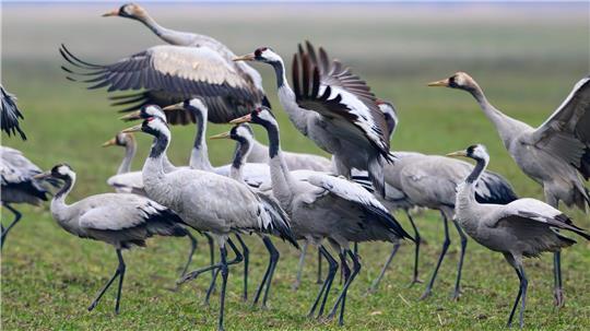 Kraniche stehen Anfang Februar auf einem Feld in Brandenburg