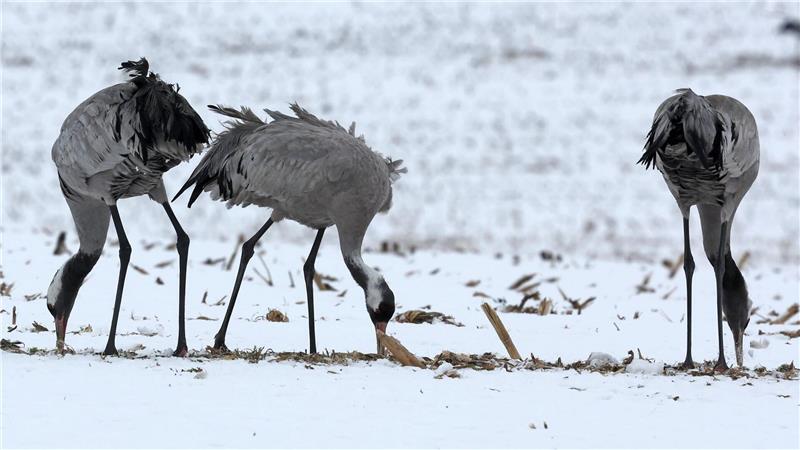 Kraniche suchen auf einem verschneiten Feld bei Kuchelmiß nach Futter. 