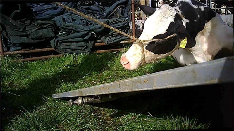 Rinder gequält, Hunde misshandelt: Tierschutz-Skandale im Kreis Stade Kranke, teils nicht transportfähige Rinder wurden brutal auf die Anhänger gezogen.