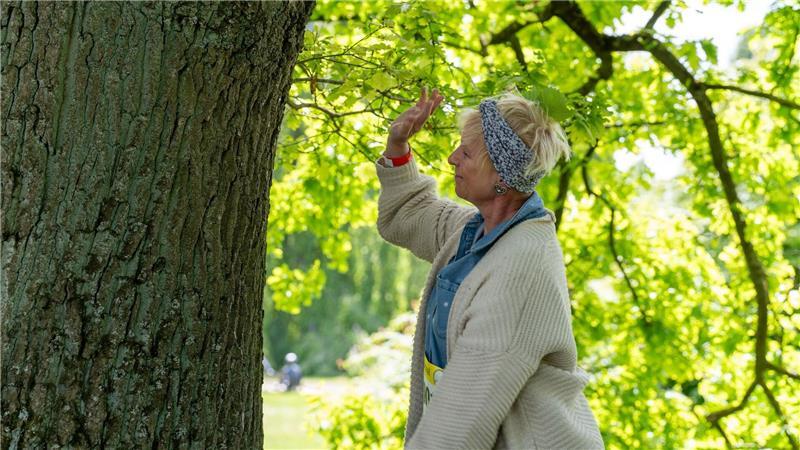 Ungewöhnliche Meisterschaft: Wer ist Deutschlands bester Baum-Umarmer? Kreativität und Innigkeit sind gefragte Aspekte beim Baum-Umarmen.