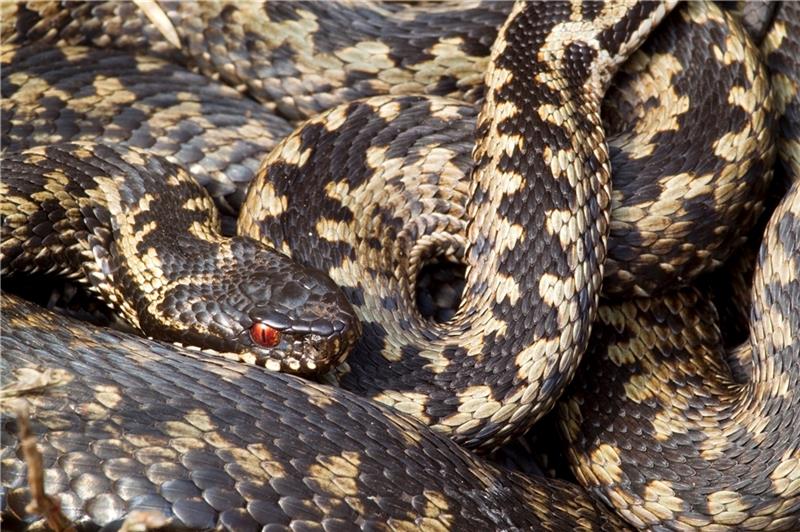 Kreuzottern bilden für den Schutz vor Kälte ein Schlangenknäuel . Foto: Schaffhäuser