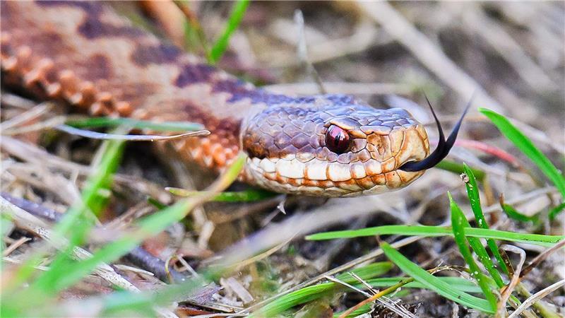 „Vorsicht Kreuzottern!“ - doch Giftschlange ist auch bedroht Kreuzottern fehlt es an geeigneten Lebensräumen.