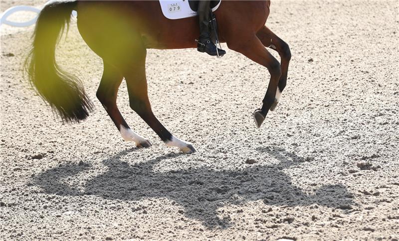 Kritiker der modernen Pferdezucht befürchten Schlimmes aufgrund der erfolgsgetriebenen Zuchtambitionen sowie des hohen Inzuchtgrades. Foto: Friso Gentsch/dpa