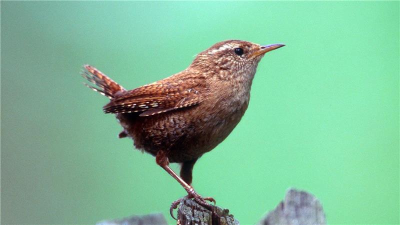 Kritisch wird es vor allem für kleine Tiere schnell. (Archivbild)