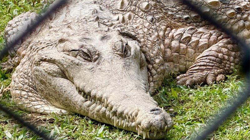 Crikey! Wie der „Crocodile Hunter“ unsterblich wurde Krokodile: Wohl niemand hat sie so berühmt gemacht wie „Crocodile Hunter“ Steve Irwin.