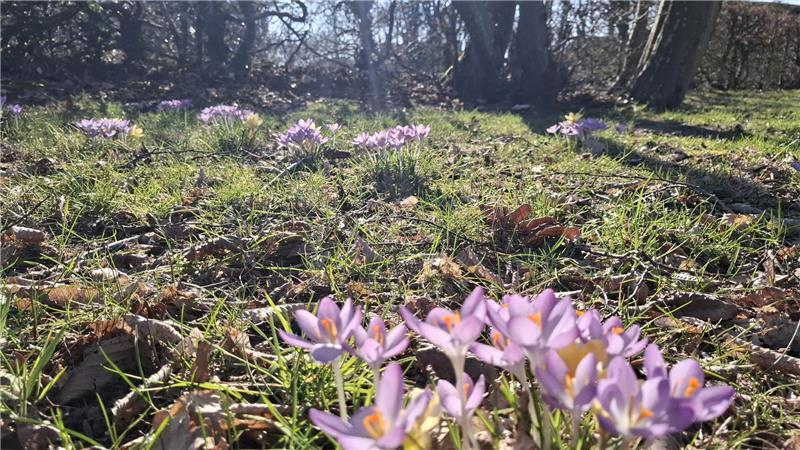 Krokusse auf dem Friedhofsgelände: Insekten sollen so früh wie möglich Nahrung auf dem Himmelpfortener Friedhof finden.