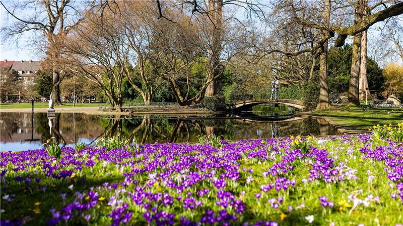 Ein Mal Sonne tanken – bis zu 23 Grad in Deutschland Krokusse blühen im Freiburger Stadtgarten.
