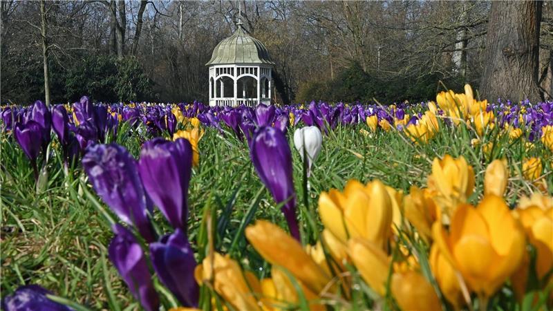 Krokusse stehen in voller Blüte vor einem Pavillon im Clara-Zetkin-Park in Leipzig.