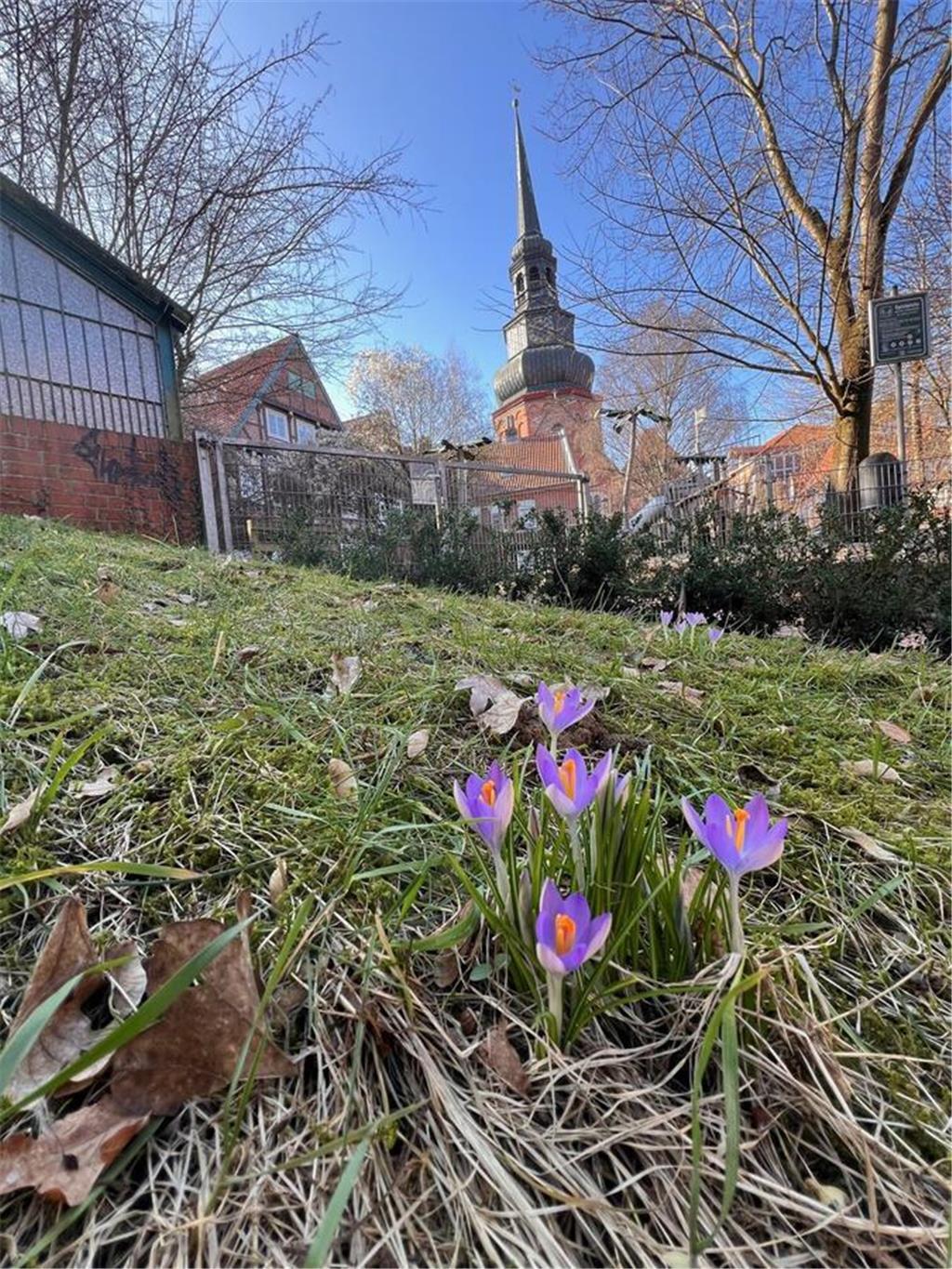 Krokusse vor der Cosmaekirche in der Stader Innenstadt.