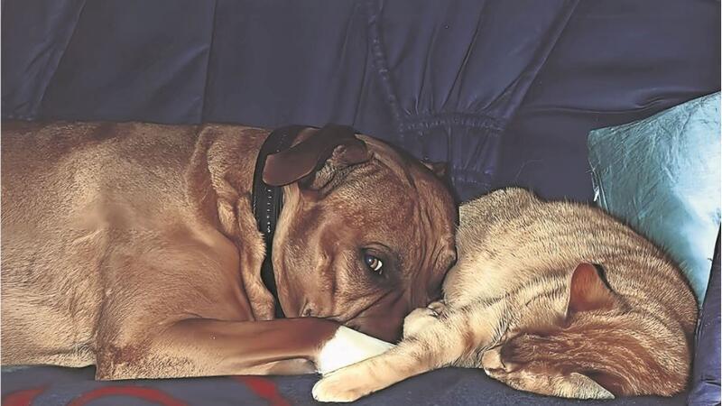 Kuddel (links) gehörte auch zu den sogenannten Kampfhundrassen. Er und Katze Brauni haben in ihrem Leben viele Stunden gemeinsam auf dem Sofa verbracht. Zu Problemen ist es weder mit Menschen noch mit Tieren je gekommen.