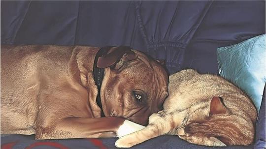 Kuddel (links) gehörte auch zu den sogenannten Kampfhundrassen. Er und Katze Brauni haben in ihrem Leben viele Stunden gemeinsam auf dem Sofa verbracht. Zu Problemen ist es weder mit Menschen noch mit Tieren je gekommen.