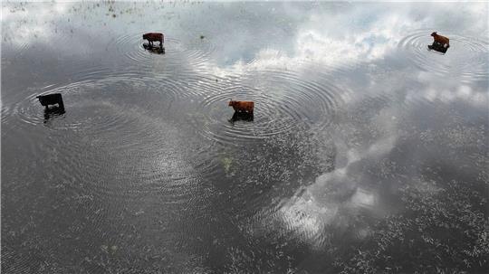 Kühe im Hochwasser
