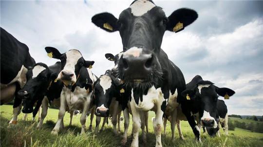 Kühe im Norden geben immer mehr Milch. (Symbolbild)