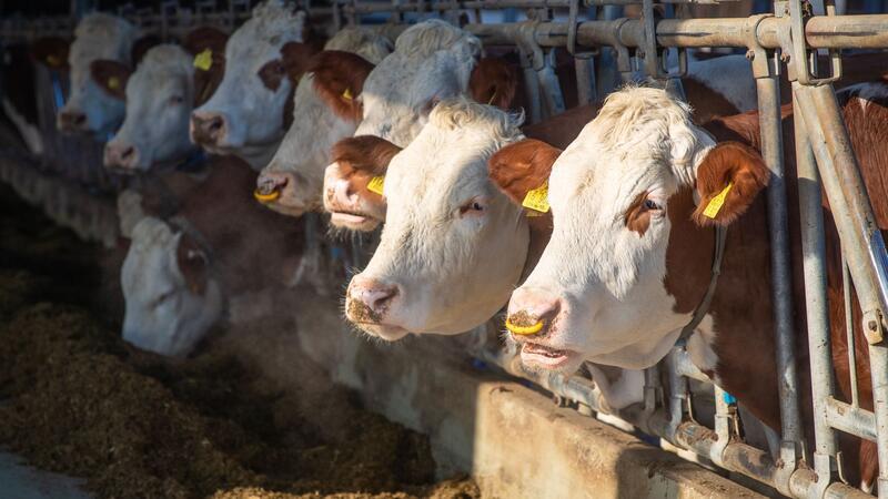 Landwirte und Umweltschützer fordern Förderung Kühe stehen auf dem Bio-Bauernhof in ihrem Stall.