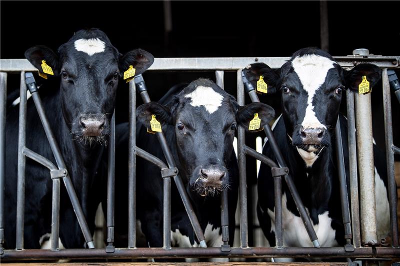 Kühe stehen im einem Stall vom Milchviehbetrieb von Hartmut Seetzen. Das Landvolk, die Landwirtschaftskammer und die Landesvereinigung der Milchwirtschaft Niedersachsen informieren bei einer Veranstaltung unter dem Titel "Klimaschutz und Milchwirtschaft: Einklang oder Widerspruch?" über Milchviehhaltung und klimaschonende Milchproduktion. Foto: Sina Schuldt/dpa