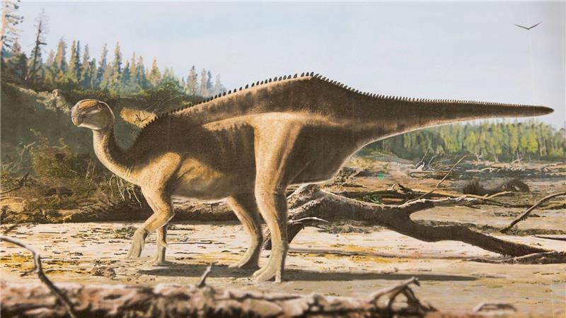 Dinosaurier mit Hautsegel entdeckt Künstlerische Darstellung von Istiorachis macaruthurae