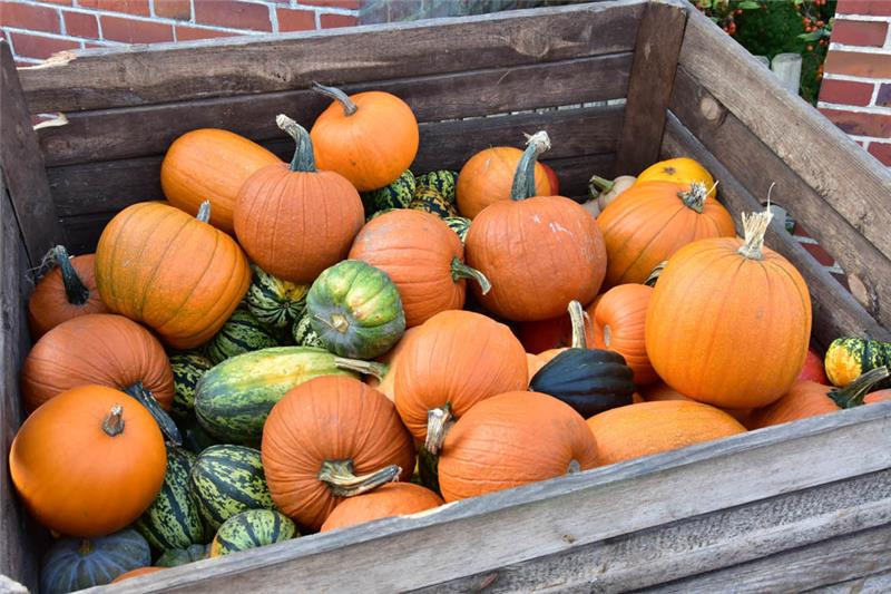 Kürbisse gibt es in den verschiedensten Größen, Farben und Formen. Foto: Ahrens