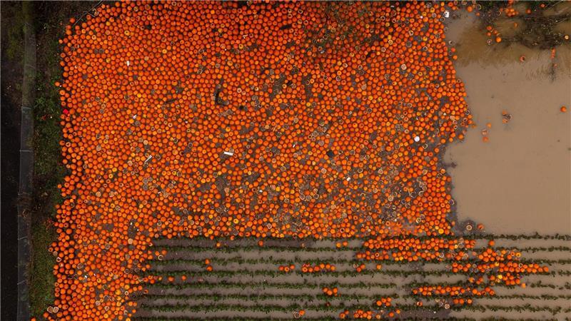 Kürbisse liegen auf einem überschwemmten Feld bei Kent, Washington.