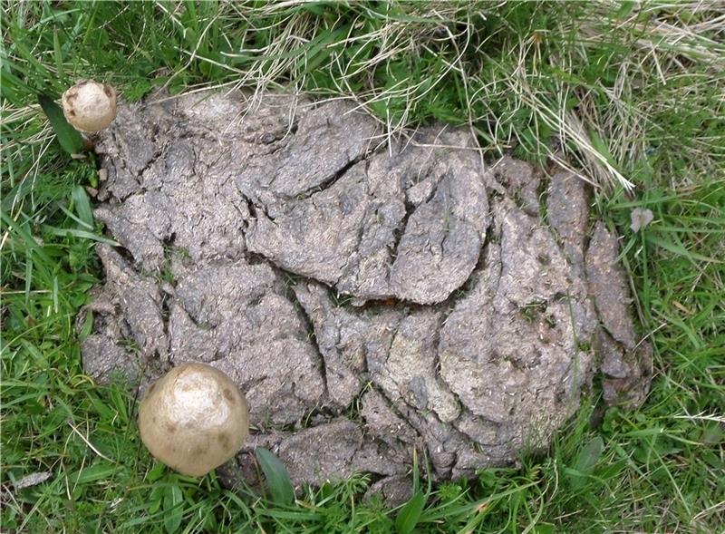 Kuhfladen : Lebensraum für Insekten. Foto: Kurtze