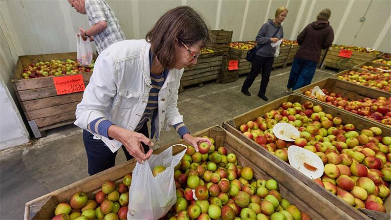 Ungewöhnliche Aktion im Alten Land: Obstbauer verkauft leere Tüten Kunden füllen ihre Tüten im Apfel-Outlet.