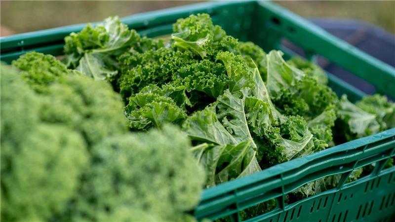 Grünkohl wird teurer - Erste Ernte in Niedersachsen Kunden müssen sich auf höhere Preise einstellen.