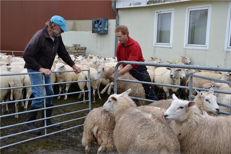 Kurt und Sören Stehr (rechts) sortieren die weiblichen Lämmer aus der Herde, bevor sie die Böcke wieder zu den Mutterschafen lassen. Fotos: Helfferich